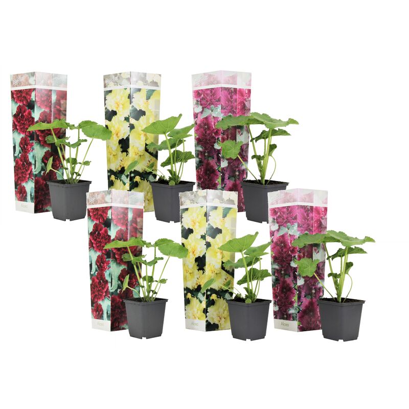 Plant In A Box - Alcea rosea - Mélange de 6 - Rouge, citron, violet - Pot 9cm - Hauteur 25-40cm - Jaune