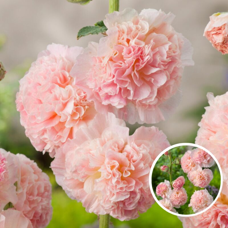 Plant In A Box - Alcea Rosea Peaches 'n Dreams - Set de 6 - Rose trémière - Racines - Rose