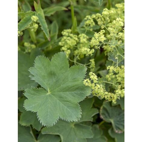 Alchemille 'Gold Strike' Godet de 8/9 cm