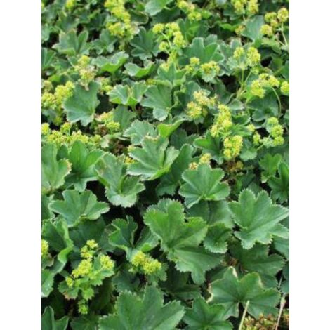 Alchemille vulgaris Godet de 8/9 cm