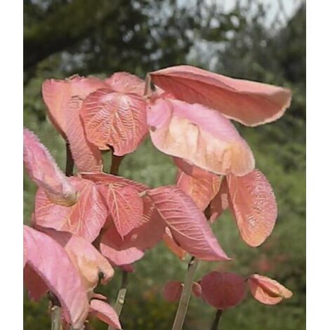 Alchornea davidii Pot de 3L/4L