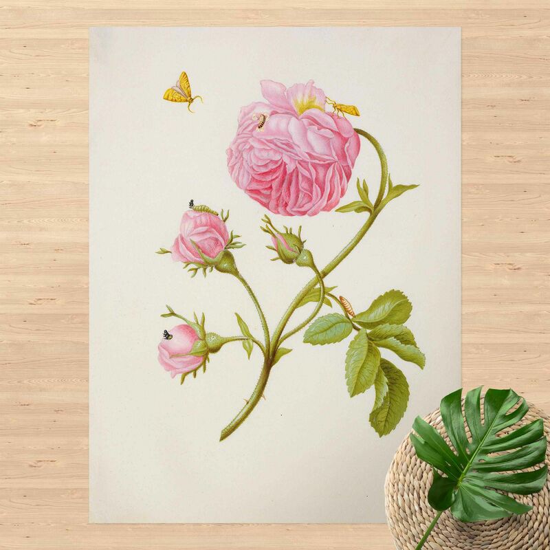 

Alfombras vinílicas - Anna Maria Sibylla Merian - Wild Rose With Gracillariidae - Alto 4:3 Dimensión LxA: 140cm x 105cm