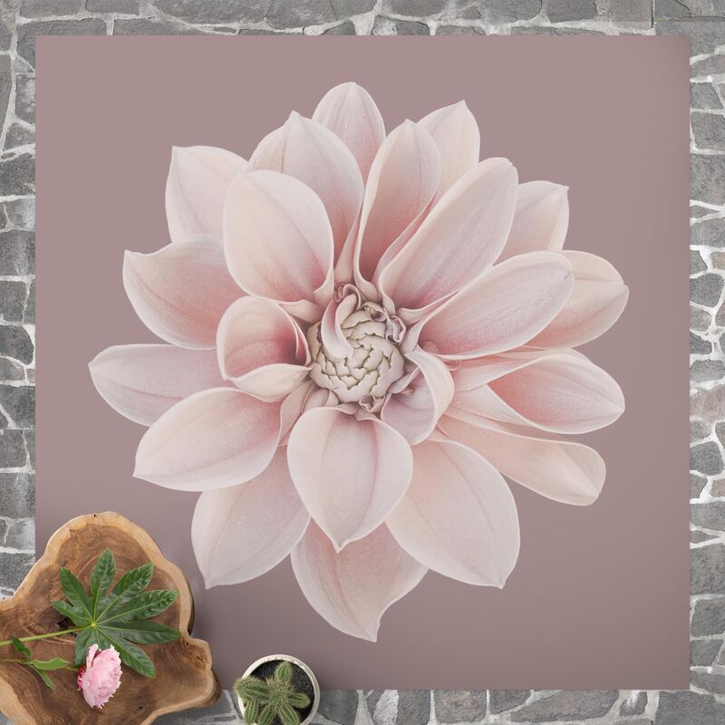 

Bilderwelten - Alfombras vinílicas - Dahlia Flower Lavender White Pink - Cuadrado 1:1 Dimensión LxA: 120cm x 120cm