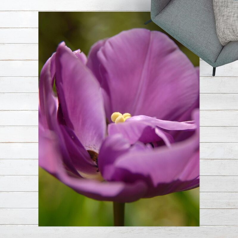 

Alfombras vinílicas - Purple Beauty Tulip - Alto 4:3 Dimensión LxA: 160cm x 120cm