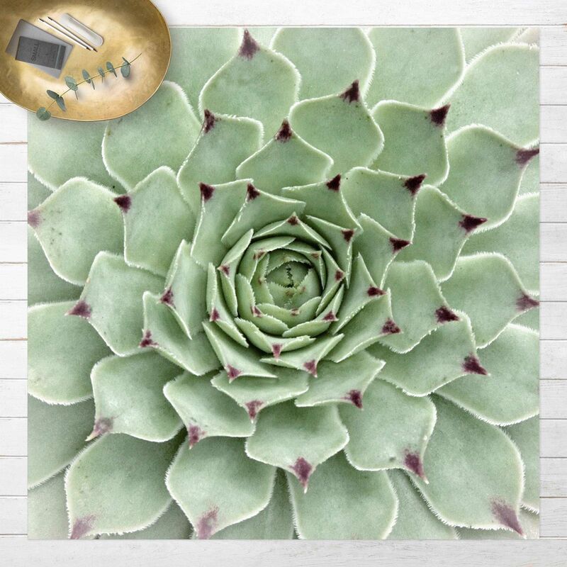 

Alfombras vinílicas - Stone Rose Jovibarba Hirta - Cuadrado 1:1 Dimensión LxA: 100cm x 100cm