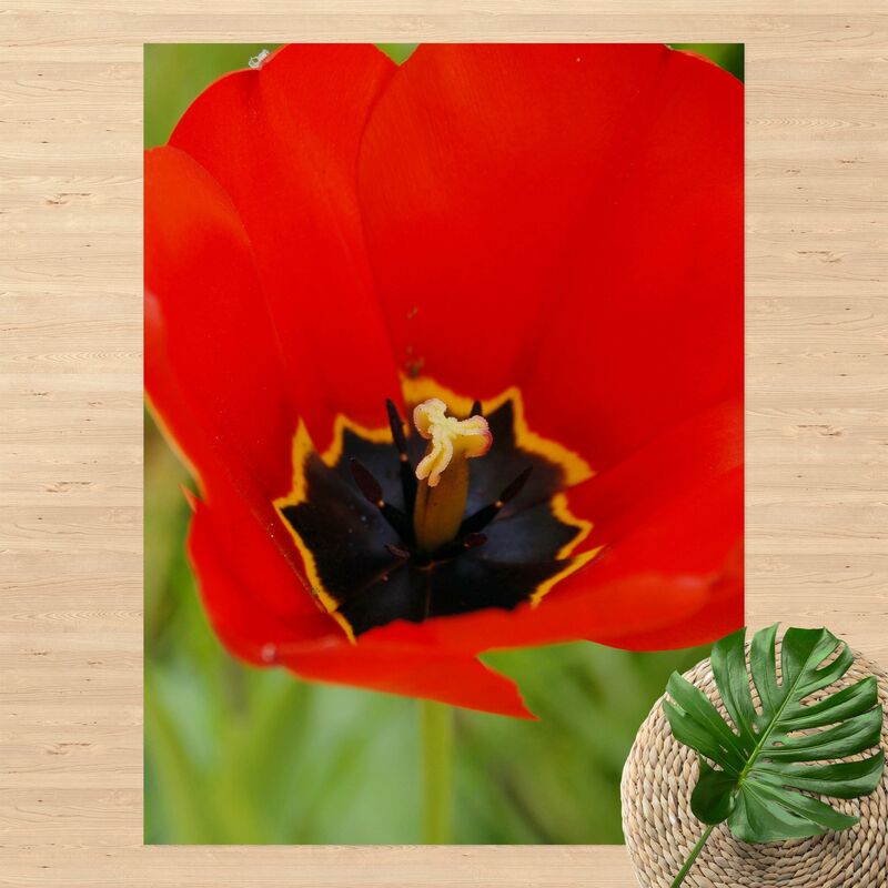 

Alfombras vinílicas - Amazing Red Tulips - Alto 4:3 Dimensión LxA: 140cm x 105cm