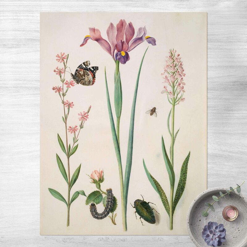 

Alfombras vinílicas - Anna Maria Sibylla Merian - Rock Lychnis And Rose - Alto 4:3 Dimensión LxA: 160cm x 120cm