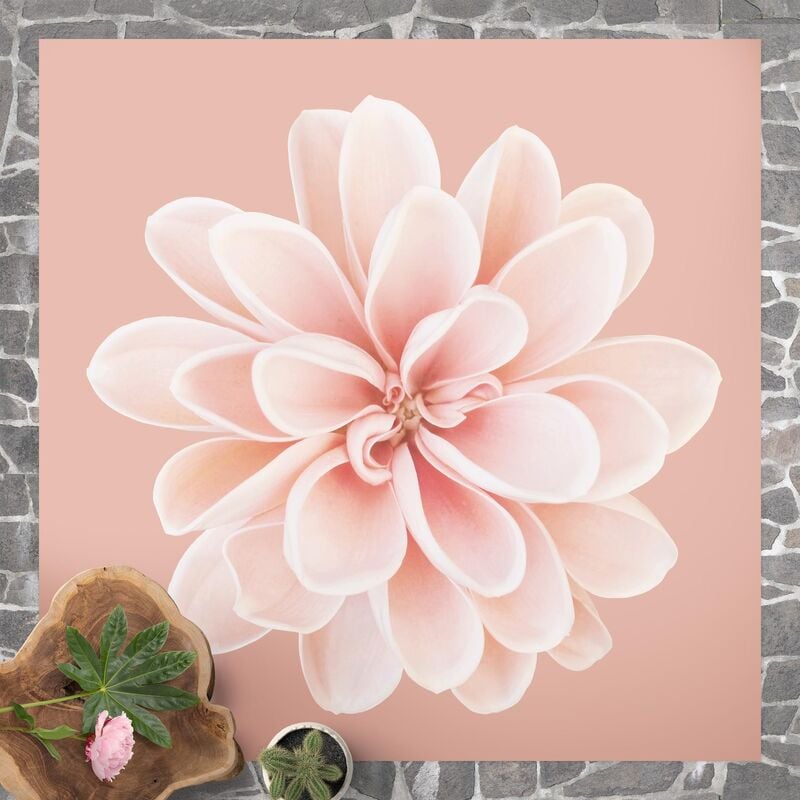 

Bilderwelten - Alfombras vinílicas - Dahlia Pink Pastel White Centered - Cuadrado 1:1 Dimensión LxA: 120cm x 120cm