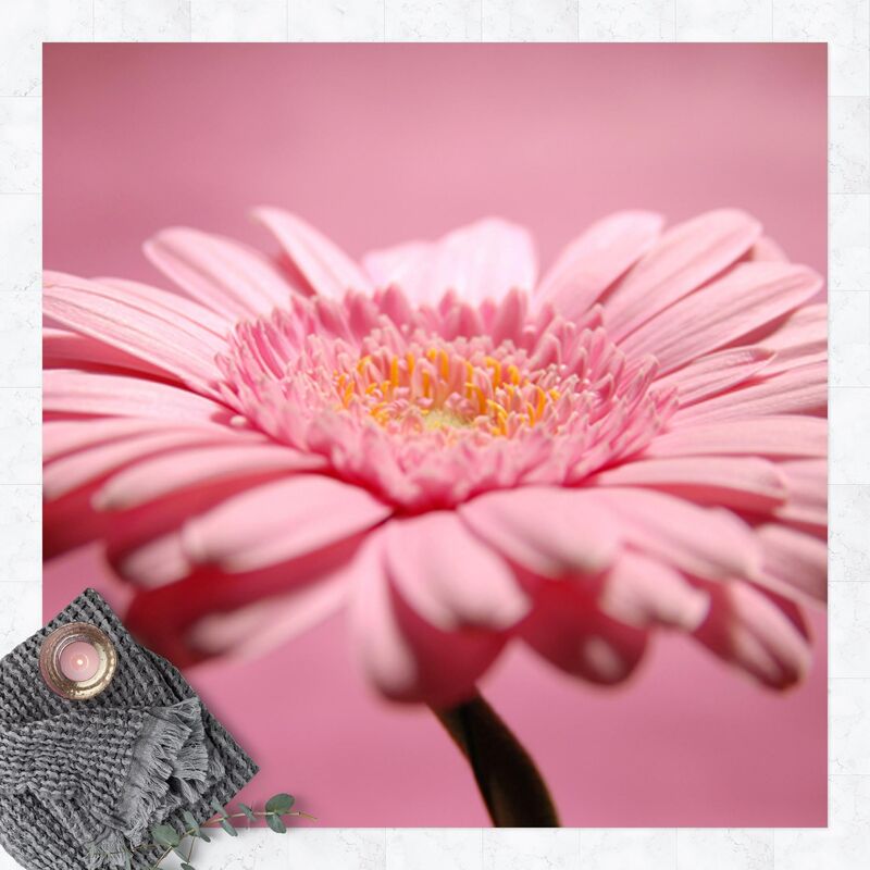 

Alfombras vinílicas - Pink Gerbera - Cuadrado 1:1 Dimensión LxA: 60cm x 60cm