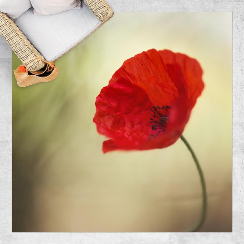 

Bilderwelten - Alfombras vinílicas - Poppy In The Garden - Cuadrado 1:1 Dimensión LxA: 100cm x 100cm