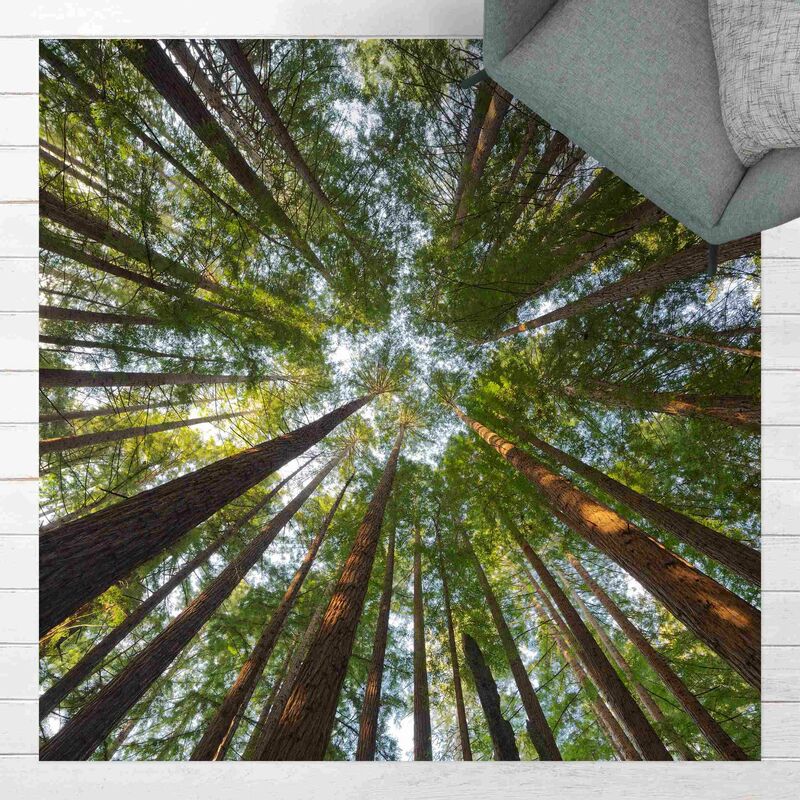 

Alfombras vinílicas - Sequoia Tree Tops - Cuadrado 1:1 Dimensión LxA: 120cm x 120cm