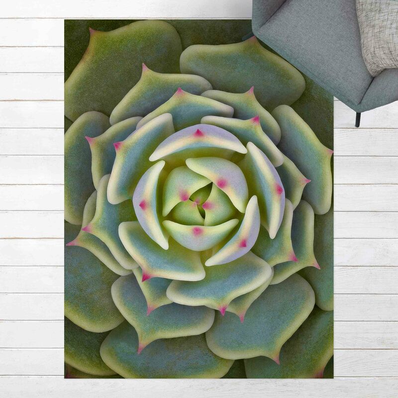 

Alfombras vinílicas - Succulent Plant - Echeveria Ben Badis - Alto 4:3 Dimensión LxA: 100cm x 75cm