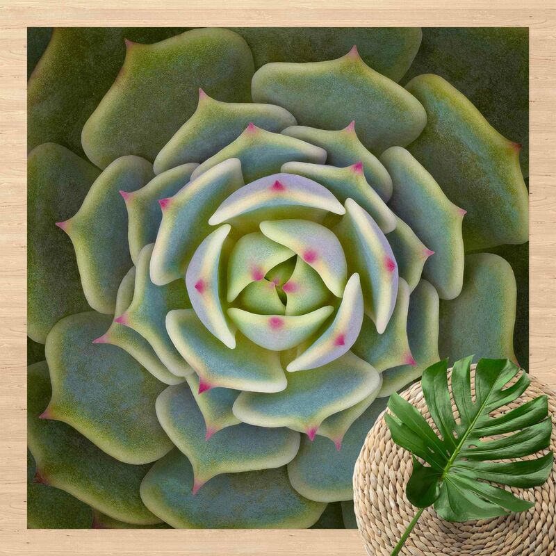 

Bilderwelten - Alfombras vinílicas - Succulent Plant - Echeveria Ben Badis - Cuadrado 1:1 Dimensión LxA: 40cm x 40cm