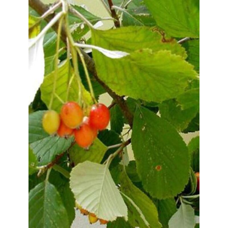 Allier, alisier blanc, allouchier Racines nues, Tige, Tige 6/8