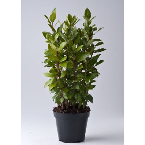 Alloro di Grottammare "Laurus nobilis" 3 piante aromatiche sempreverdi da siepe h. 40/50 cm in vaso Ă¸14