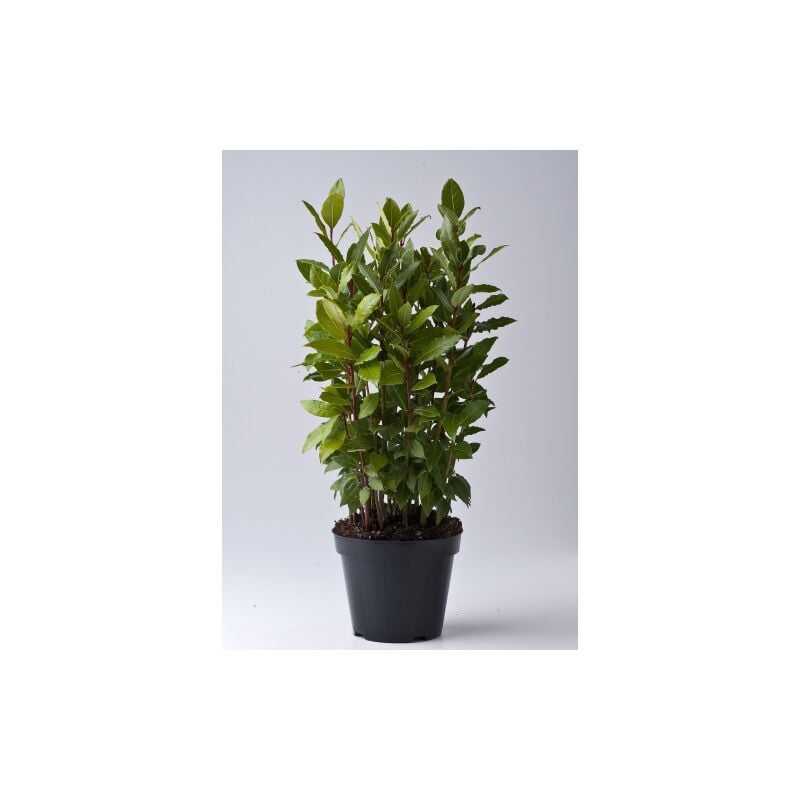 vivaio di castelletto - alloro 'laurus nobilis' pianta aromatica a cespuglio da siepe fitta h 25/50 cm