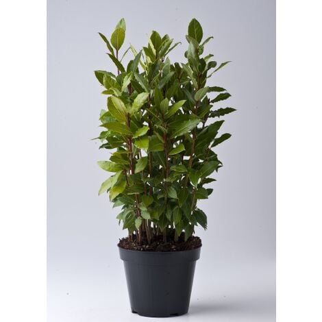 Alloro "Laurus nobilis" pianta aromatica sempreverde a cespuglio da siepe fitta h. 20/30 cm