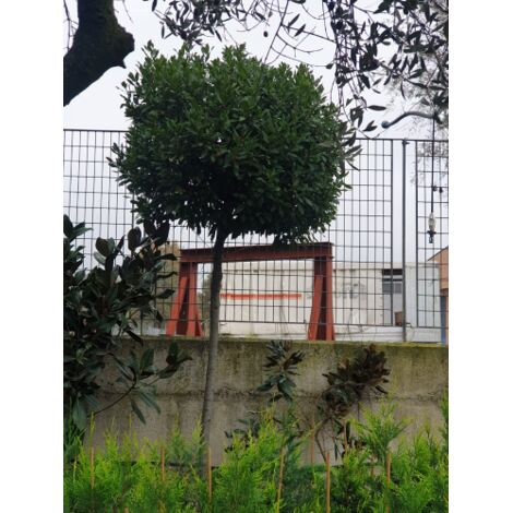 Alloro "Laurus nobilis" pianta aromatica sempreverde ad alberello in mastello Ă¸60 cm h. 300/350 cm FOTO REALI