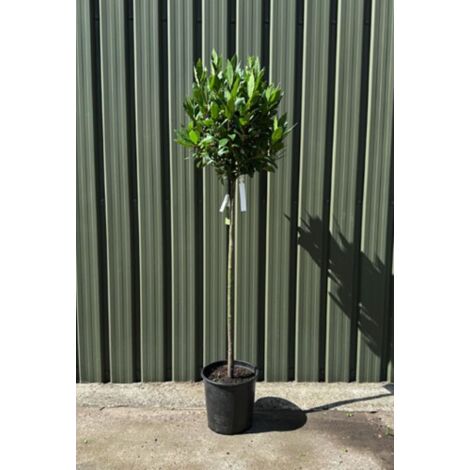Alloro "Laurus nobilis" pianta aromatica sempreverde ad alberello in vaso 20 cm h. 110/130 cm