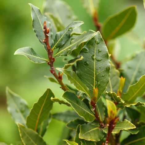 Alloro "Laurus nobilis" pianta aromatica sempreverde da siepe in vaso  19 cm h. 150/170 cm