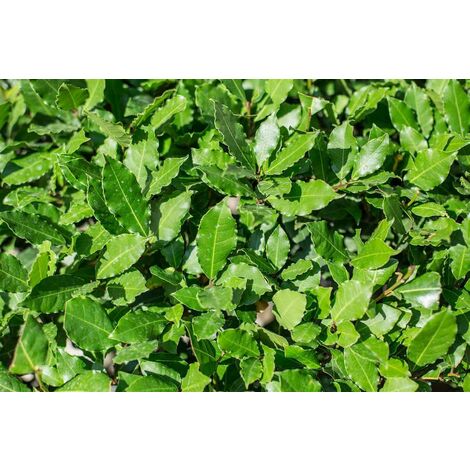 Alloro (laurus nobilis) vaso 18 H 100 cm foto reali