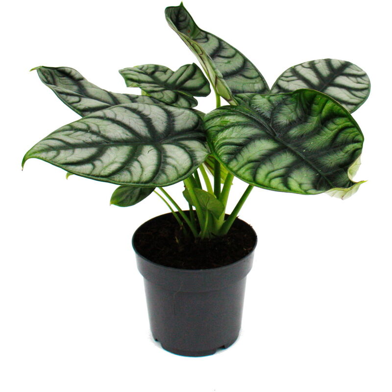 Alocasia baginda Silver Dragon - Racine tropicale - Alocasia - Silver Dragonscale Arrow Leaf - pot de 12cm