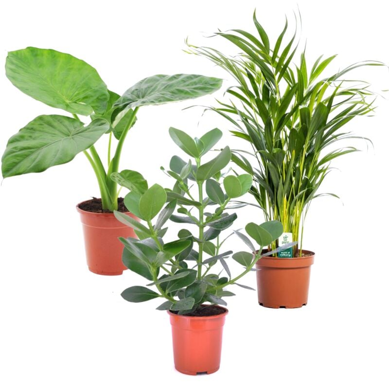 Plant In A Box - Alocasia, Clusia, Areca - Mélange de 3 - Pot 17cm - Hauteur 50-70cm - Vert