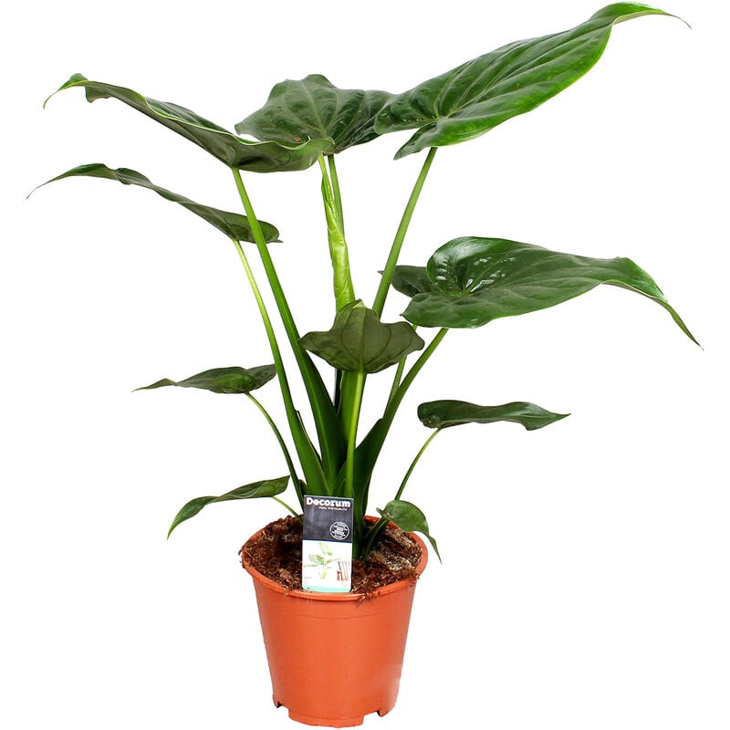 Bloomique - Alocasia 'Cucullata' - Oreille d'éléphant - Plante d'intérieur et pot de pépinière ⌀19 cm - ↕55-65 cm