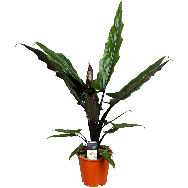 Bloomique - Alocasia 'Lauterbachiana' - Oreille d'éléphant - Tropical - Purificateur d'air - ⌀19 - ↕50 cm - Green