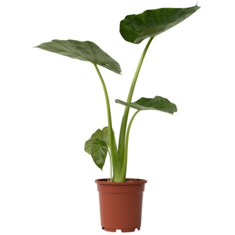 Alocasia Macrorrhiza - pot ⌀17cm - H.50-70cm (hauteur pot incluse)