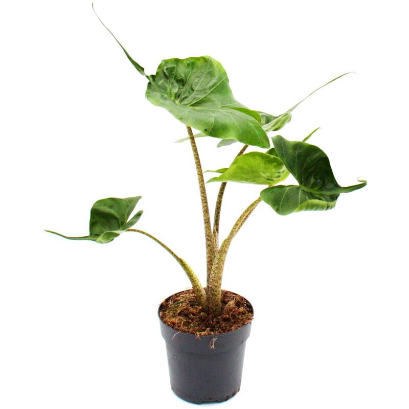 Alocasia macrorrhiza Stingray - Tropical Root - Alocasia - Ray Arrow Leaf - Pot 11cm