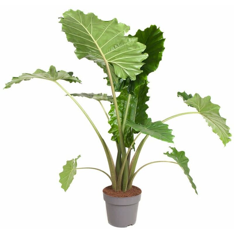 Plant In A Box - Alocasia 'Portodora' - xxl - Pot 32cm - Hauteur 110-120cm