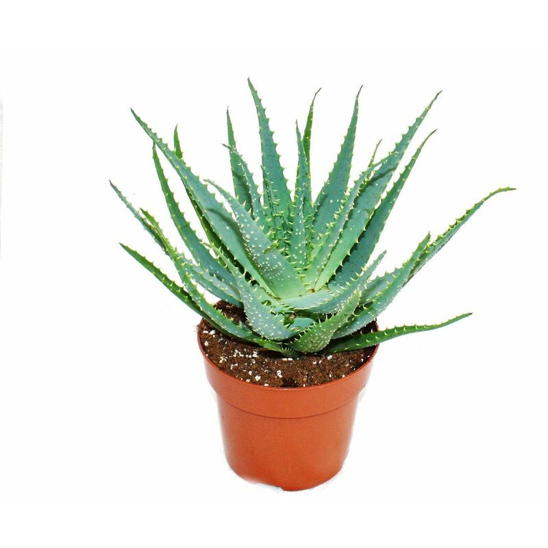 Exotenherz - Aloe aborescens dans un pot de 19 cm