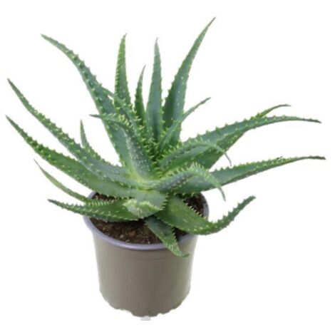 Aloe arborescens "Aloe padre Romano Zago" pianta officinale in vaso  14 cm pianta grassa sempreverde MADE IN ITALY