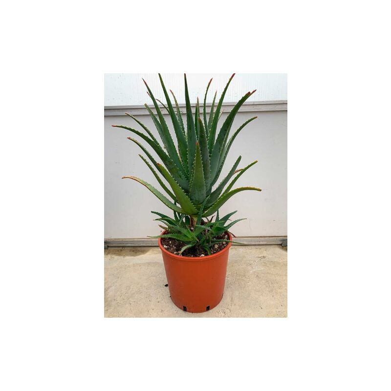 Image of Aloe arborescens padre Romano Zago pianta in vaso 18 cm