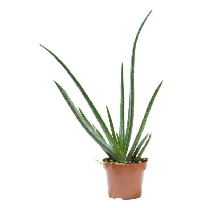 

ALOE VERA - Maceta 17cm