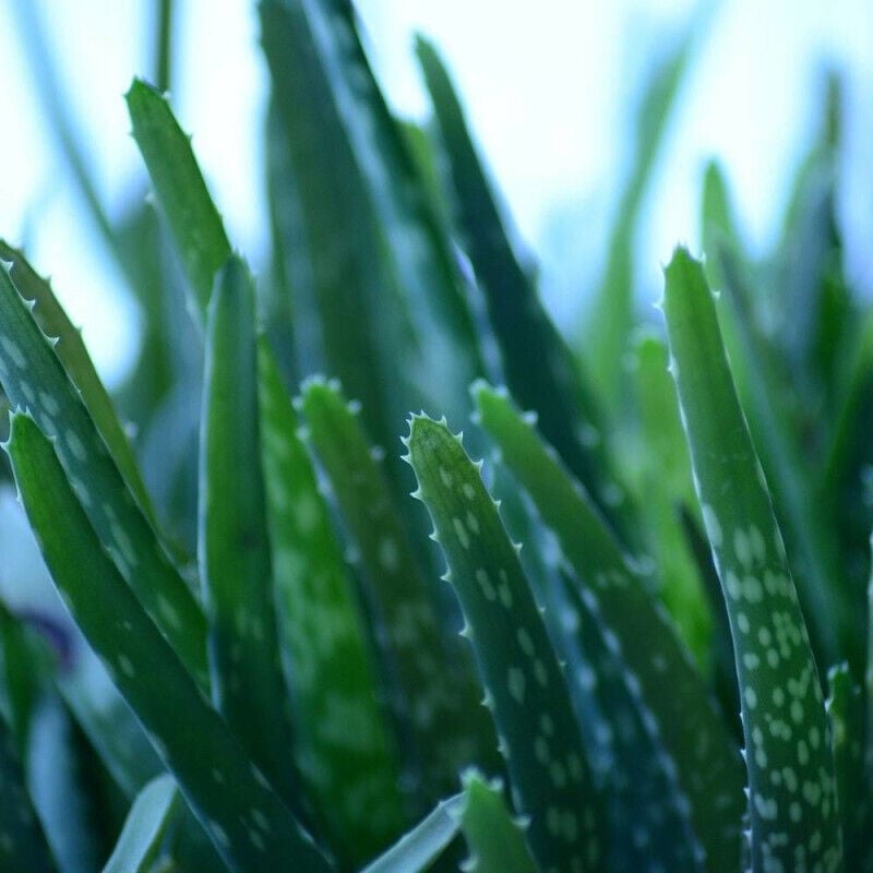 Plantes Avenue - Aloe vera
