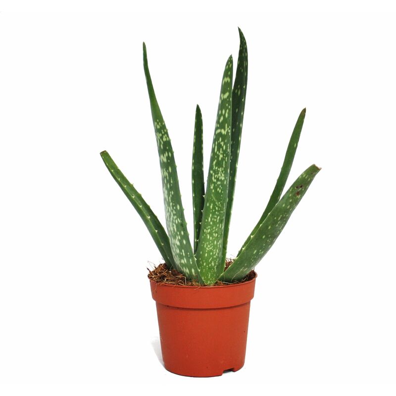 Exotenherz - Aloe vera - ca. 2 ans - 10,5cm pot