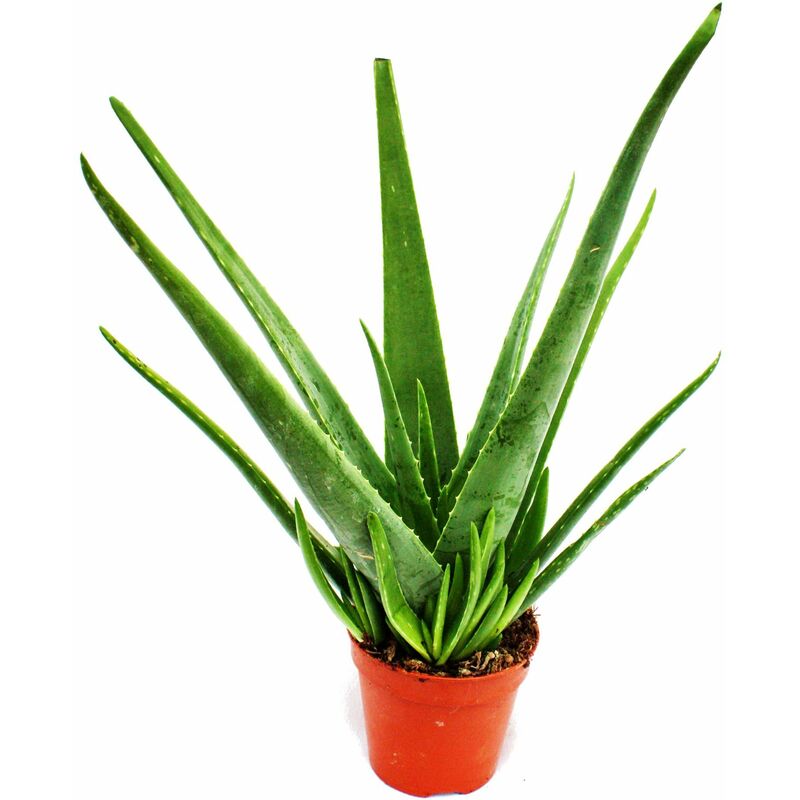 Exotenherz - Aloe vera - ca. 4-5 ans - pot de 15cm