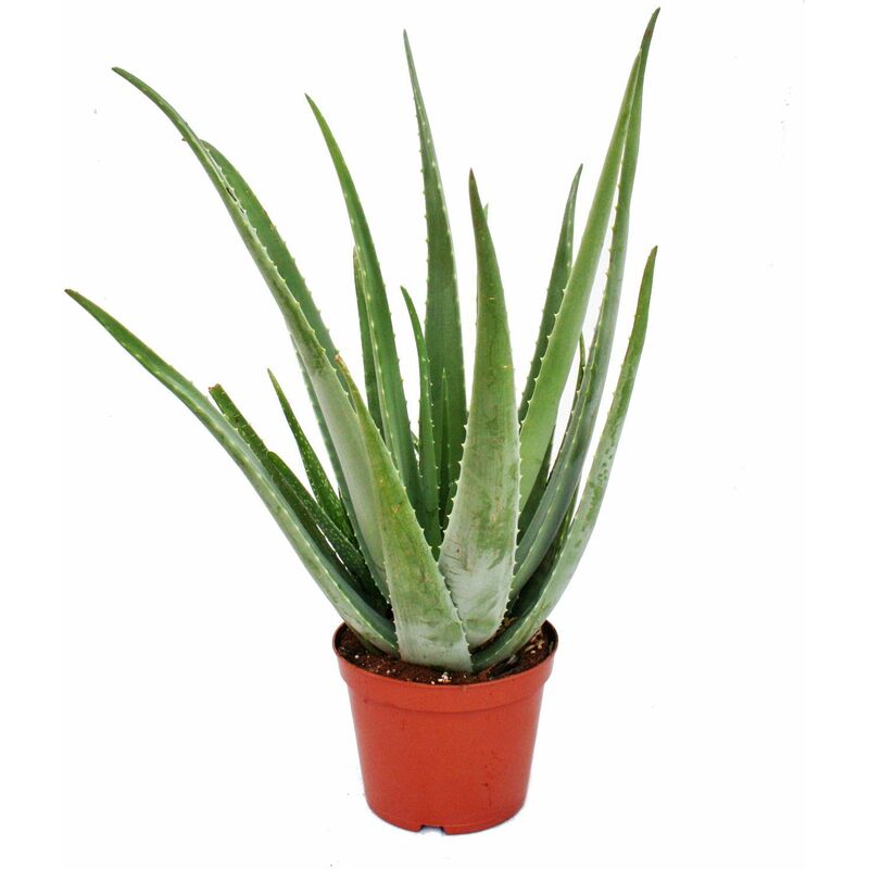Exotenherz - Aloe Vera - ca. 7-8 ans - pot de 21cm, grande et très vieille plante