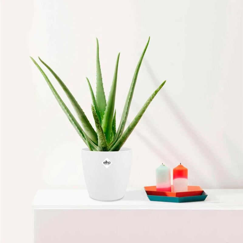 Aloe vera + cache pot blanc 14 cm. - Vert