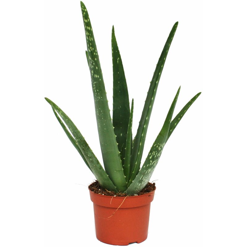 Exotenherz - Aloe vera - env. 3 ans - pot de 12cm