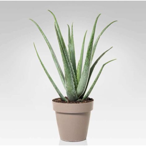 Aloe vera pianta officinale in vaso  19 cm pianta grassa sempreverde MADE IN ITALY