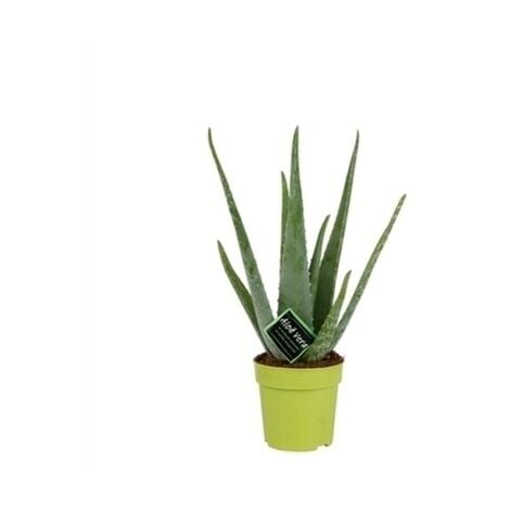 Aloe Vera. Planta Medicinal. Maceta de 12cm