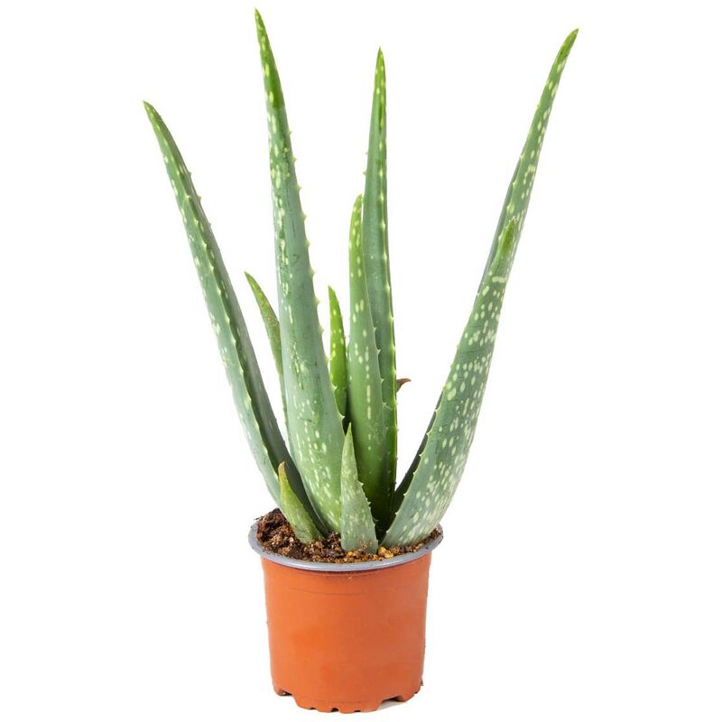 Bloomique - Aloe Vera - Plante succulente - Plante d'intérieur - Entretien facile - ⌀10.5 cm - ↕30-35 cm