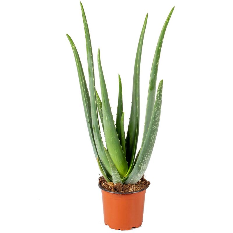 Aloe Vera - Plante succulente - Plante d'intérieur - Entretien facile - ⌀12 cm - ↕35-40 cm - Green