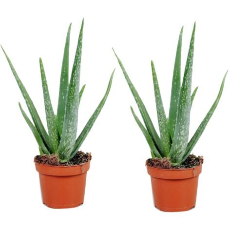 Aloe vera - Set de 2 - Aloe barbadensis - Hauteur 25-40cm - ⌀10,5cm