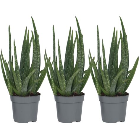 Aloe Vera - Set de 3 - Succulentes - Pots 10,5cm - Hauteur 25-40cm
