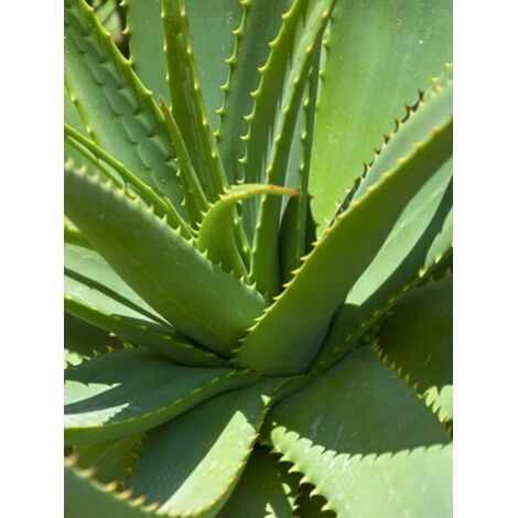 Aloes vera Pot de 2L/3L