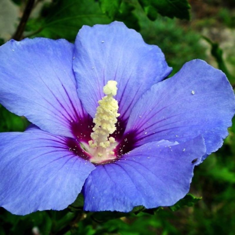 Pépinières Naudet – Hibiscus syriacus 'Oiseau Bleu' – Arbuste caduc 2-3m – Fleurs bicolores bleu lumineux – Résistant au froid jusqu'à -15°C –